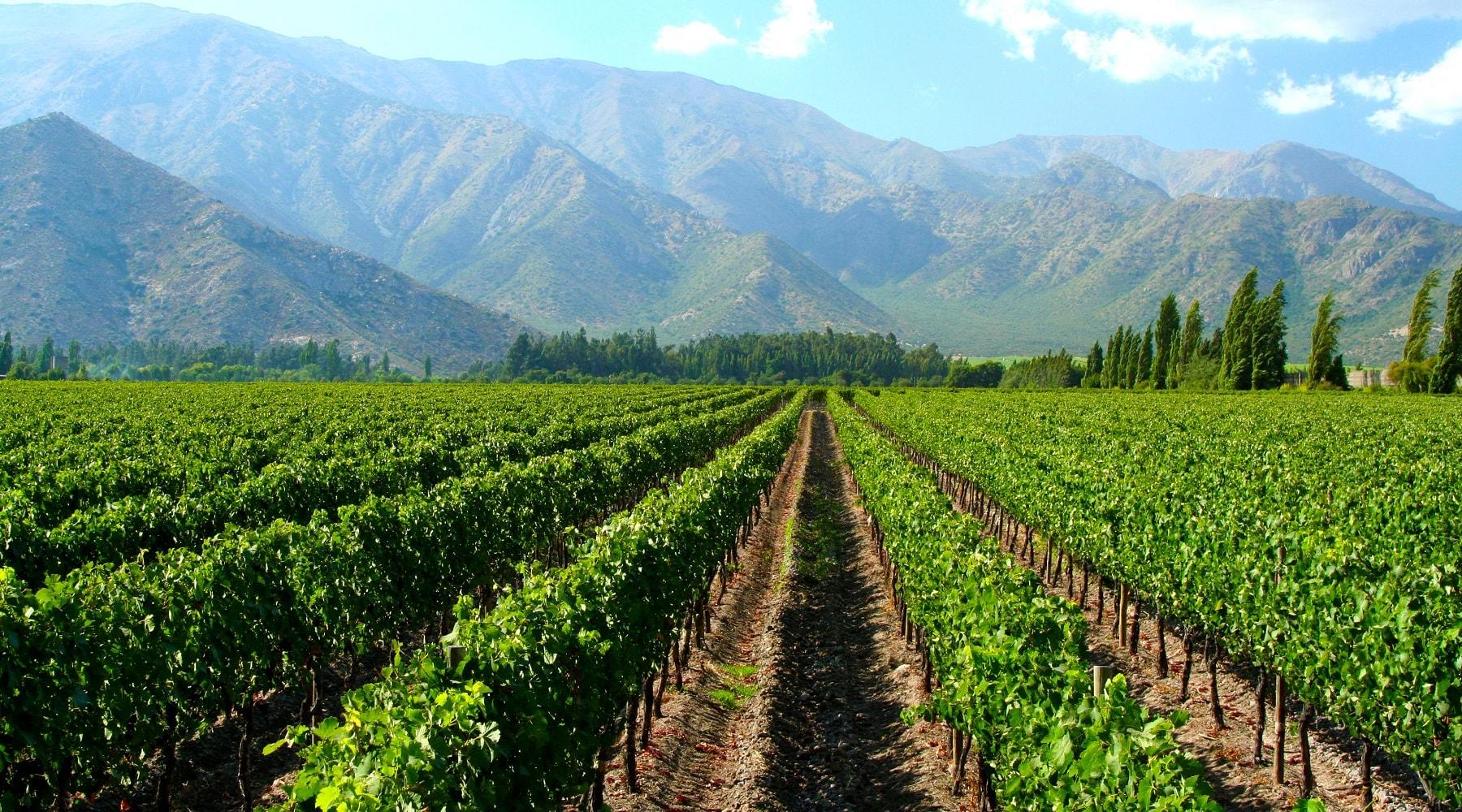 comunicazione distillati di vigna